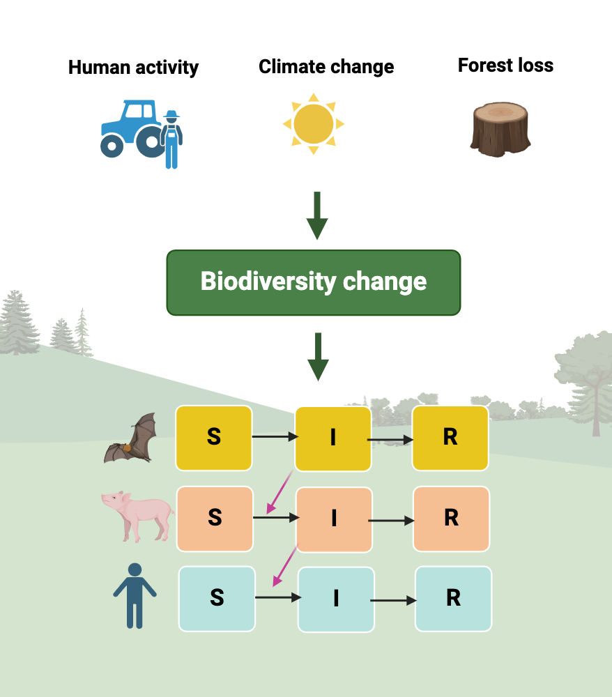 What Models Do (and Don’t) Tell Us About Disease Dynamics | Institute ...