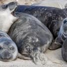 A group of young seals lounging together on a sandy beach.