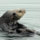 Sea otter in the ocean